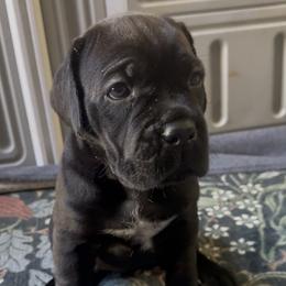 Cane Corso Puppies from Arcana Cane Corso