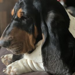 Basset Hound All Grown Up from Hoosier Hounds
