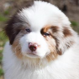 Sicily - Red merle female Australian Shepherd puppy in Easton, Missouri from MMA Kennel