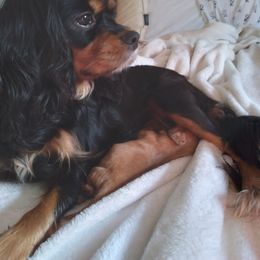Roxie - Cavalier King Charles Spaniel