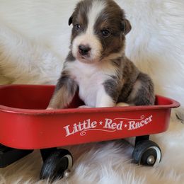 Australian Shepherd Puppies from Red Wagon Aussies