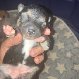 Beatrice - Black and tan female Shiba Inu puppy in Nashua, New Hampshire from My Beloved Shiba LLC