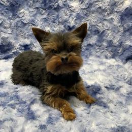 Bubby - Yorkshire Terrier