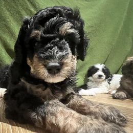 Bernedoodles from Bernedoodles of Atlanta
