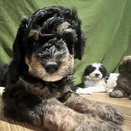 Bernedoodles from Bernedoodles of Atlanta