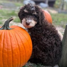 Dune - Tri-color male Bernedoodle puppy in Monument, Colorado from Colorado Dreamin Doodles