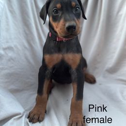 Pink - Black and rust female Doberman Pinscher puppy in New Ipswich, New Hampshire from Fox Farm Kennel