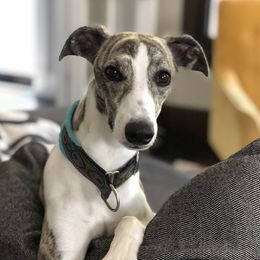 Olive - Whippet