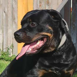 Rottweilers from Garrison Kennels LLC