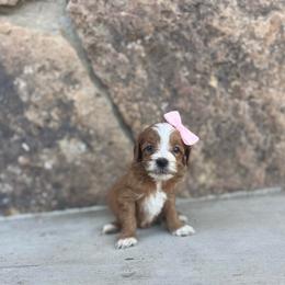 Light Pink - Red  female Goldendoodle puppy in Casper, Wyoming from 307 Doodles