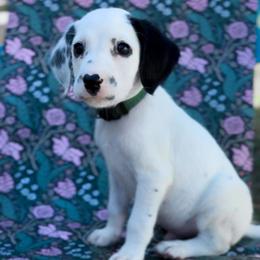 Forrest - White and black male Dalmatian puppy in Whitwell, Tennessee from Rock a Dalmatian “RockADal”
