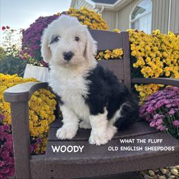 WOODY - Gray and white male Old English Sheepdog puppy in Blackfoot, Idaho from What the Fluff Old English Sheepdog