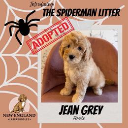 Jean Grey - Apricot female Australian Labradoodle puppy in Mendon, Massachusetts from New England Labradoodles