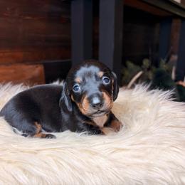 Preston - Black and tan male Dachshund puppy in Washburn, Tennessee from Clinch Mountain Dachshunds