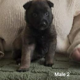 Belgian Malinois Puppies from Chaland