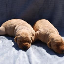 Labrador Retriever Puppies from J and D Retrievers