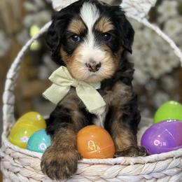 Skye - white collar - Tri-color male Bernedoodle puppy in Yuciapa, California from AlltheDoodlez_
