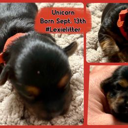 Unicorn (red band) - Black and gold female Yorkshire Terrier puppy in Tangipahoa County, Louisiana from Riche’ Louisiana Yorkies