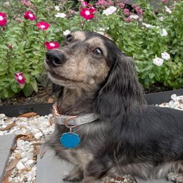 Cinnamon - Dachshund