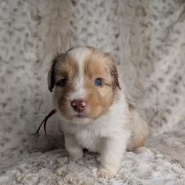 Leia - Red merle female Miniature Australian Shepherd puppy in Bend, Oregon from Wonderland Aussies