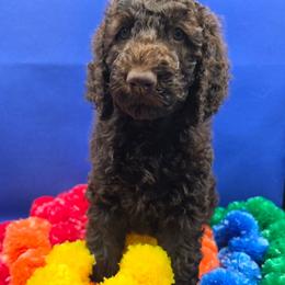 Americano - Chocolate male Goldendoodle puppy in Summerville, South Carolina from Channys Doodles