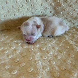 Brook - Liver male Shih Tzu puppy in Success, Missouri from Sweet Success