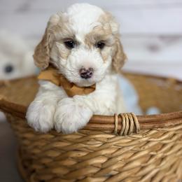 Sergeant - Fawn and white male Sheepadoodle puppy in Nixa, Missouri from Davis Family Doodles