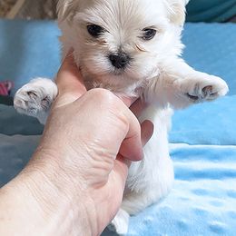 Maltese Puppies from Platinum Dunes Maltese
