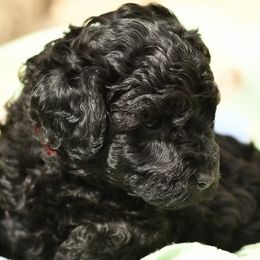 Australian Labradoodle Puppies from Tiny Treasures Australian Labradoodles