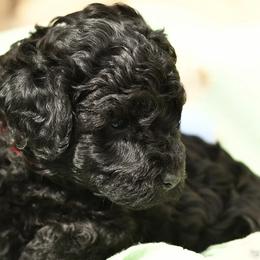 Australian Labradoodle Puppies from Tiny Treasures Australian Labradoodles