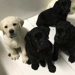 Labrador Retriever Puppies from Kingridge Kennels