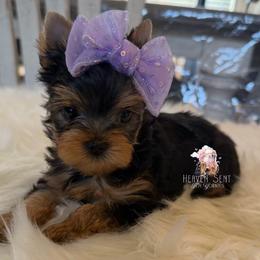 Grace - Black and tan female Yorkshire Terrier puppy in Riverside, California from Heaven_sent_toy_yorkies