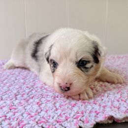 Sprinkle - Blue merle female Australian Shepherd puppy in Placerville, California from BFF Aussies