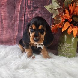 Billie - Black and tan female Beagle puppy in Pottersville, Missouri from Lovan's Spring Creek Kennel