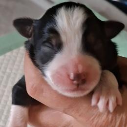 Oliver - Black tri male Miniature Australian Shepherd puppy in Copperas Cove, Texas from Aussies Acre