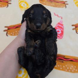 Black and tan brindle boy - Black and tan male Dachshund puppy in West Plains, Missouri from Spring Creek Dachshunds