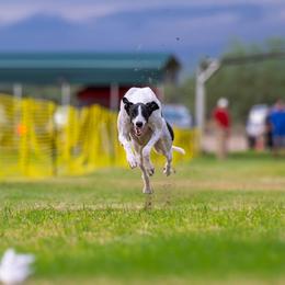 Kash - Greyhound