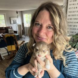 Kenai - Red and white male Pomsky puppy in Rathdrum, Idaho from Smart Pomskies and Frenchies