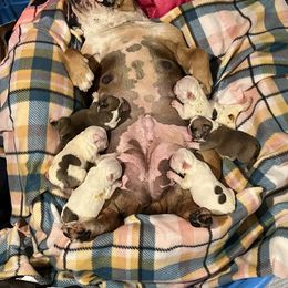 Bulldog Puppies from Pitts Kennel