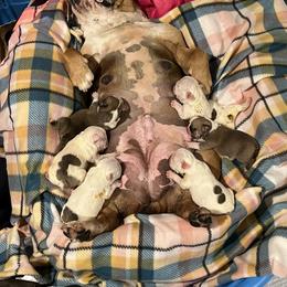 Bulldog Puppies from Pitts Kennel