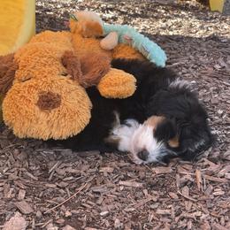 Bernedoodle and Goldendoodle Puppies from Paws 4 Doodles, LLC