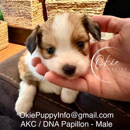 Jay - White and lemon male Papillon puppy in Edmond, Oklahoma from Okie Puppies