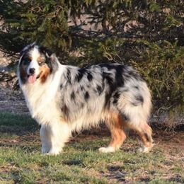 Diesel - Australian Shepherd