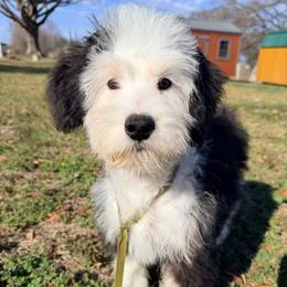 Zazu - with training - Tri-color female Bernedoodle puppy in Boonville, North Carolina from Doods & Dolls