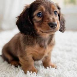Betsy - Red female Dachshund puppy in Richmond, Virginia from Irresistible Dachshunds & Cavaliers