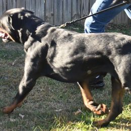 Rottweilers from Von Schwarze Karte Rottweilers