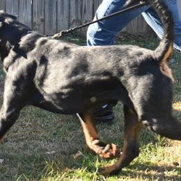 Rottweilers from Von Schwarze Karte Rottweilers