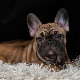 French Bulldog Puppies from MadCity Frenchies