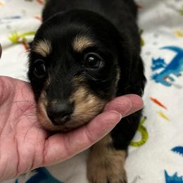 Claire - Black and cream female Dachshund puppy in Griffin, Georgia from Always Trippin' Doxie Life