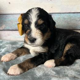 Gold Boy - Tri-color male Bernedoodle puppy in The Woodlands, Texas from Gracie's Goldendoodles and Bernedoodles of The Woodlands